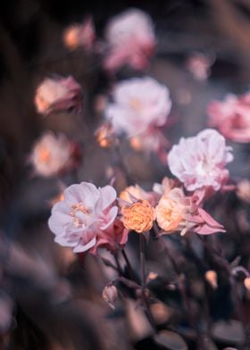 Pink spring flowers