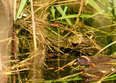 Grass Frog on Water Vegeta