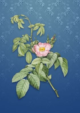 Apple Rose on Bahama Blue