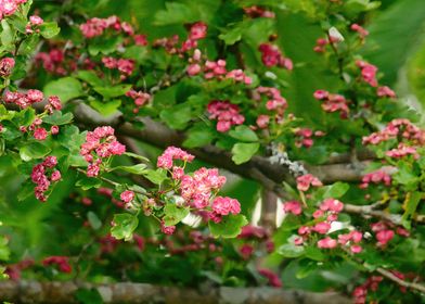 Common Hawthorn Blossom