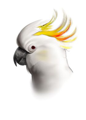 Head of a Cockatoo