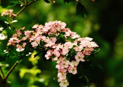 True Hawthorn Flowers