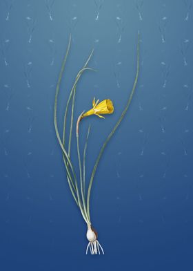 Daffodil on Bahama Blue