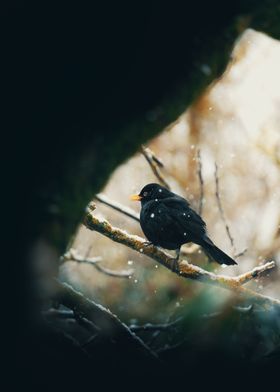 Blackbird in winter