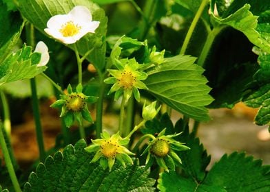 Blooming Strawberry Flower