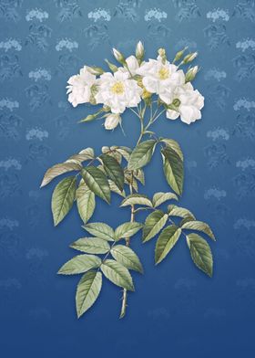 Musk Rose on Bahama Blue