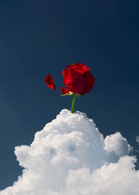 Red Rose on a Cloud
