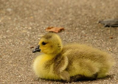 Cozy Baby Canada Goose