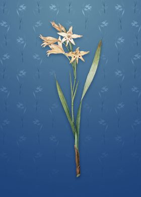 Gladiolus Cuspidatus