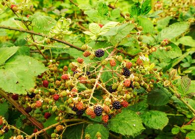 Wild blackberries