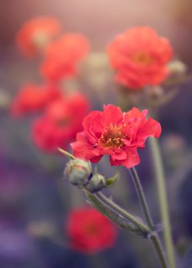 Blooming red flowers