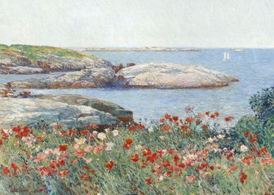 Poppies Isles of Shoals