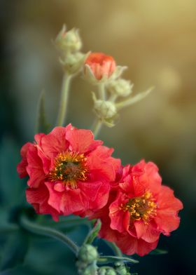 Blooming red flower, macro