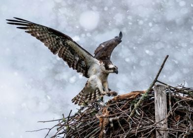 Osprey winter storm