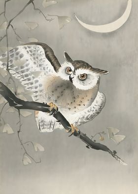 Longeared owl in ginkgo