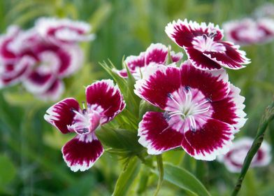 Maroon and white flowers