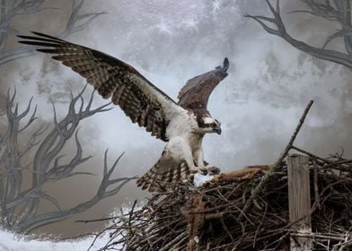 Osprey and The Nest