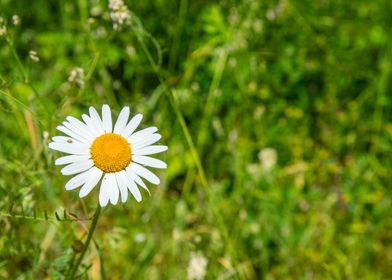 White daisy