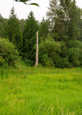 A green meadow in spring