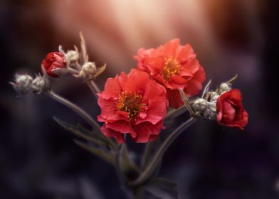 Blooming red flowers