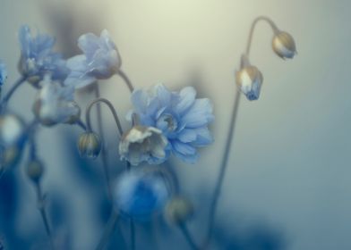 Blooming blue flowers