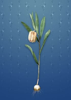 Fritillaria Latifolia