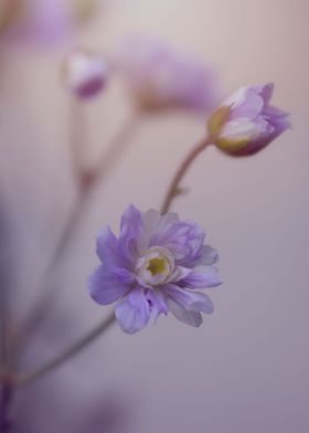 Blooming purple flowers