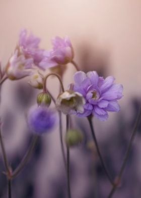 Purple flowers, macro