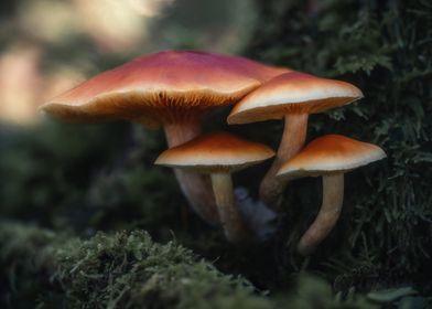 Mushroom forest macro