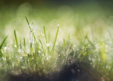 Dew drops in green grass