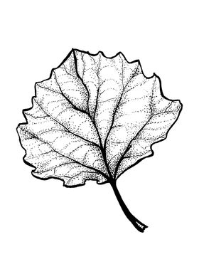 Minimalist Leaf Ink Drawn