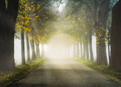 Foggy morning country side