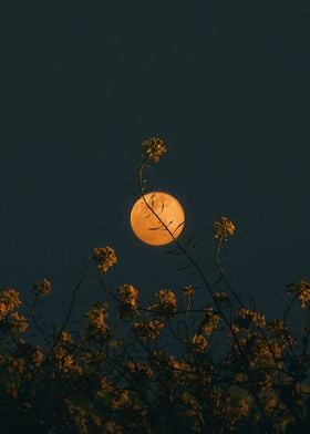 Yellow Flower Moonlight