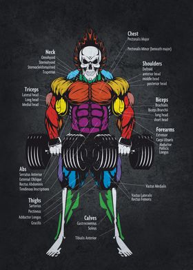 Muscle Anatomy Chart