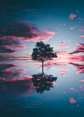 A Tree Mirror Among Sky
