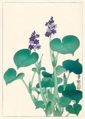 Ukiyo e Blooming hosta