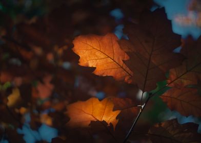 Red oak leaf in fall