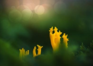 Mushroom forest macro