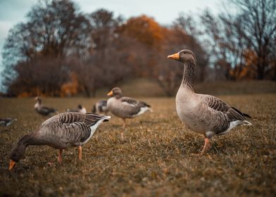 Geese in autumn