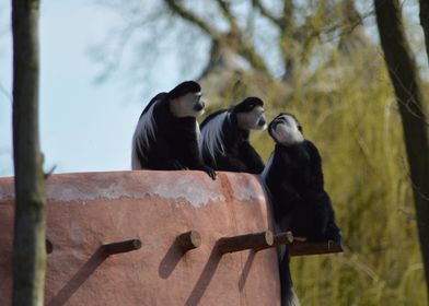 Tender colobus