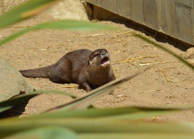 Asian otter