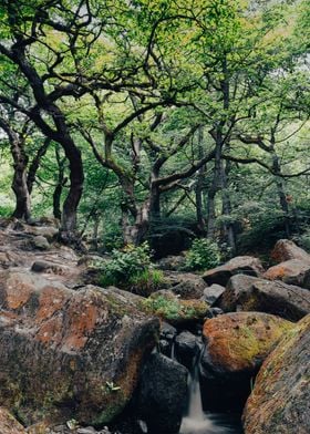 Quiet Forest River