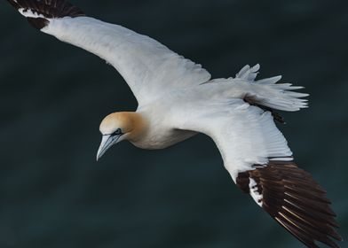 Gannet Soaring over Seas