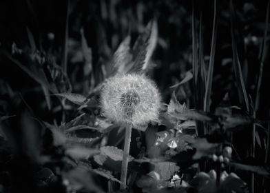 Dandelion