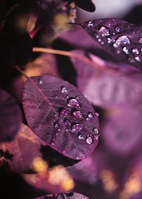 Purple leaves