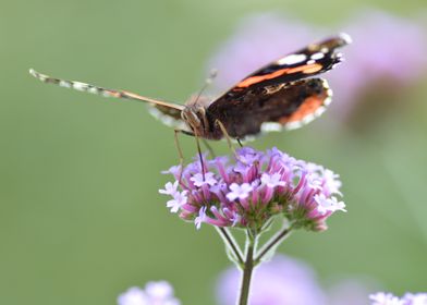 The butterfly is foraging