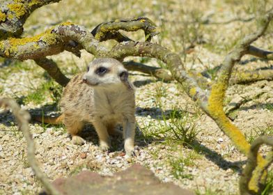 Meerkat the sentinel