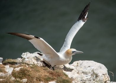 Gannet on the Rocks