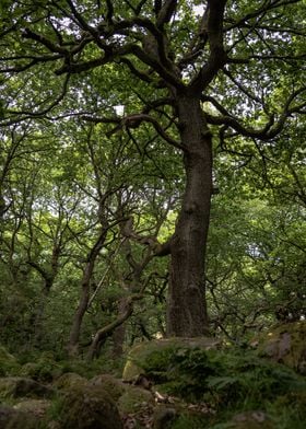 Twisting Forest Tree