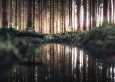 forest reflection